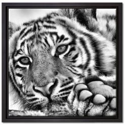 Aktion 😍 Tiger Leinwandbild 40x40 Cm Im Bilderahmen Quadratisch / Wandbild / Schattenfugenrahmen / Kein Poster 🔔