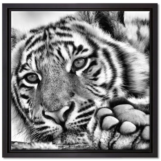 Aktion 😍 Tiger Leinwandbild 40x40 Cm Im Bilderahmen Quadratisch / Wandbild / Schattenfugenrahmen / Kein Poster 🔔 1 Aktion 😍 Tiger Leinwandbild 40x40 Cm Im Bilderahmen Quadratisch / Wandbild / Schattenfugenrahmen / Kein Poster 🔔