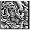 Am billigsten ✔️ Tiger Schläft Leinwandbild 70x70 Cm Im Bilderahmen Quadratisch / Wandbild / Schattenfugenrahmen / Kein Poster 🎉