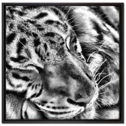Am billigsten ✔️ Tiger Schläft Leinwandbild 70x70 Cm Im Bilderahmen Quadratisch / Wandbild / Schattenfugenrahmen / Kein Poster 🎉