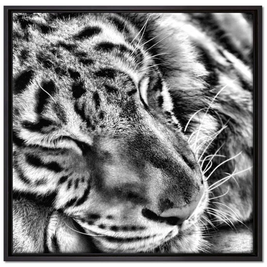 Am billigsten ✔️ Tiger Schläft Leinwandbild 70x70 Cm Im Bilderahmen Quadratisch / Wandbild / Schattenfugenrahmen / Kein Poster 🎉 1 Am billigsten ✔️ Tiger Schläft Leinwandbild 70x70 Cm Im Bilderahmen Quadratisch / Wandbild / Schattenfugenrahmen / Kein Poster 🎉