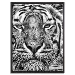 Angebote 👍 Tiger Im Wasser Leinwandbild 80x60 Cm Im Bilderahmen / Wandbild / Schattenfugenrahmen / Kein Poster ✔️