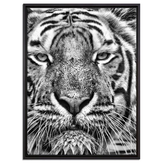 Angebote 👍 Tiger Im Wasser Leinwandbild 80x60 Cm Im Bilderahmen / Wandbild / Schattenfugenrahmen / Kein Poster ✔️ 1 Angebote 👍 Tiger Im Wasser Leinwandbild 80x60 Cm Im Bilderahmen / Wandbild / Schattenfugenrahmen / Kein Poster ✔️