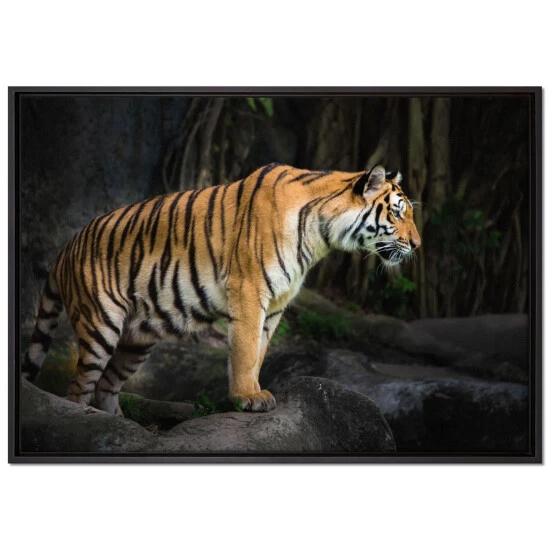 Coupon 🥰 Tiger Leinwandbild 100x70 Cm Im Bilderahmen | Wandbild | Schattenfugenrahmen | Kein Poster 🤩 1 Coupon 🥰 Tiger Leinwandbild 100x70 Cm Im Bilderahmen | Wandbild | Schattenfugenrahmen | Kein Poster 🤩